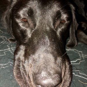 Meet your Posher, Forrest